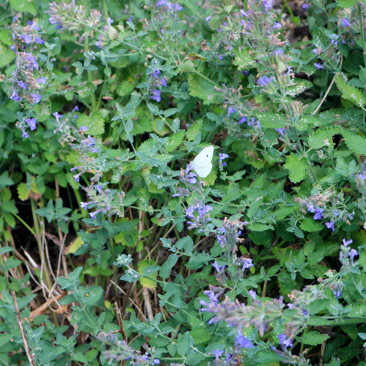 A butterfly enjoys the Plymouth Pollinator's garden!